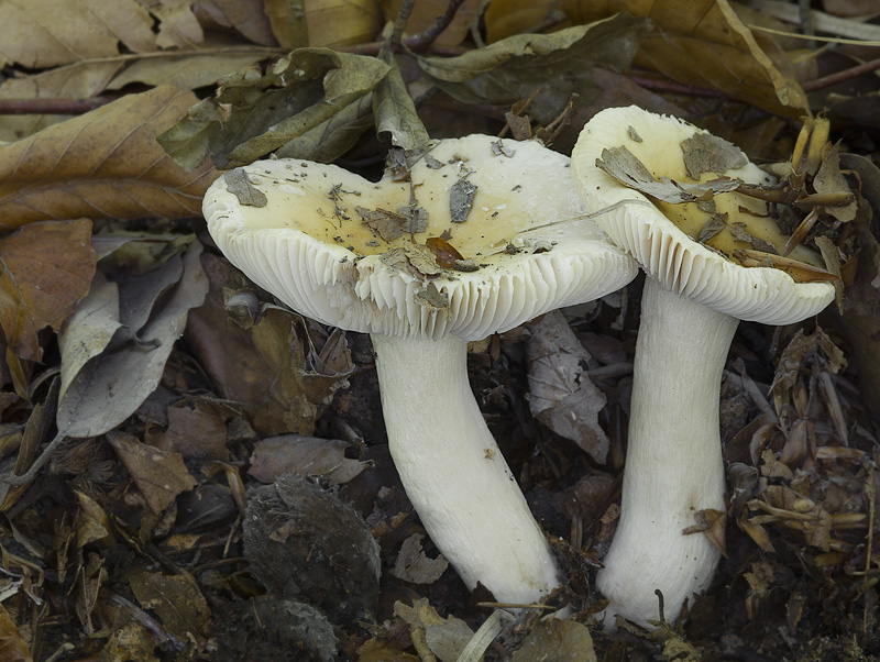 Russula fellea